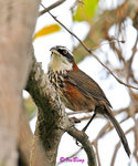 小彎咀 Streak-breasted Scimitar Babbler
100302082c