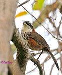 小彎咀 Streak-breasted Scimitar Babbler
100302083c