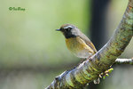 粟背林鴝 Collared Bush Robin (Female)
100228037c