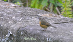 粟背林鴝 Collared Bush Robin (Female)
100302006c