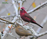 朱雀 Vinaceous Rosefinch (Male)100227145c