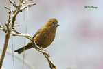 朱雀 Vinaceous Rosefinch (Female)
100227236c