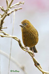 朱雀 Vinaceous Rosefinch (Female)
100227241c