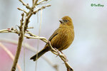朱雀 Vinaceous Rosefinch (Female)
100227243c