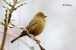 朱雀 Vinaceous Rosefinch (Female)
100227245c