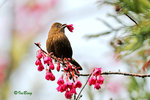 朱雀 Vinaceous Rosefinch (Female)
100228150c
