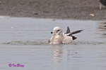 黑尾鷗 Black-tailed Gull (亞成鳥)
100304030Pc