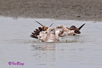 黑尾鷗 Black-tailed Gull (亞成鳥)
100304045Pc
