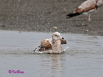 黑尾鷗 Black-tailed Gull (亞成鳥)
100304050Pc