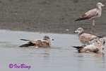 黑尾鷗 Black-tailed Gull (亞成鳥)
100304059Pc