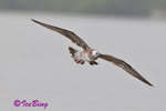 黑尾鷗 Black-tailed Gull (亞成鳥)
100304064Pc