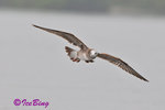 黑尾鷗 Black-tailed Gull (亞成鳥)
100304065Pc