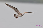 黑尾鷗 Black-tailed Gull (亞成鳥)
100304066Pc