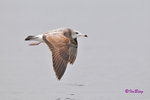 黑尾鷗 Black-tailed Gull (亞成鳥)
100304072Pc