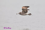 黑尾鷗 Black-tailed Gull (亞成鳥)
100304088Pc