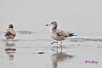 黑尾鷗 Black-tailed Gull (亞成鳥)
100304097Pc