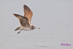 黑尾鷗 Black-tailed Gull (亞成鳥)
100304108Pc