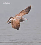 黑尾鷗 Black-tailed Gull (亞成鳥)
100304110Pc