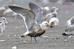 黑尾鷗 Black-tailed Gull
100304117Pc