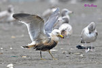 黑尾鷗 Black-tailed Gull
100304118Pc
