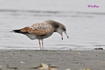 黑尾鷗 Black-tailed Gull (亞成鳥)
100304121Pc