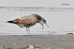 黑尾鷗 Black-tailed Gull (亞成鳥)
100304122Pc