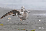 黑尾鷗 Black-tailed Gull (亞成鳥)
100304145Pc