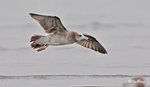 黑尾鷗 Black-tailed Gull (亞成鳥)
100304147Pc