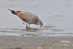 黑尾鷗 Black-tailed Gull (亞成鳥)
100304151Pc