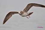 黑尾鷗 Black-tailed Gull (亞成鳥)
100304164Pc