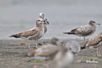 黑尾鷗 Black-tailed Gull (亞成鳥)
100304178Pc
