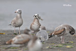 黑尾鷗 Black-tailed Gull (亞成鳥)
100304184Pc