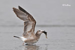黑尾鷗 Black-tailed Gull (亞成鳥)
100304204Pc
