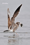 黑尾鷗 Black-tailed Gull (亞成鳥)
100304209Pc