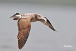黑尾鷗 Black-tailed Gull (亞成鳥)
100304264Pc