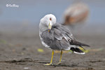 黑尾鷗 Black-tailed Gull
100304275Pc
