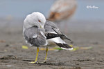 黑尾鷗 Black-tailed Gull
100304277Pc