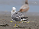 黑尾鷗 Black-tailed Gull
100304279Pc