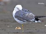 黑尾鷗 Black-tailed Gull
100304282Pc