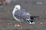 黑尾鷗 Black-tailed Gull
100304288Pc