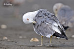 黑尾鷗 Black-tailed Gull
100304293Pc