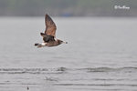 黑尾鷗 Black-tailed Gull (亞成鳥)
100304297Pc