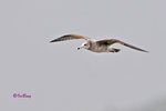 黑尾鷗 Black-tailed Gull (亞成鳥)
100304310Pc