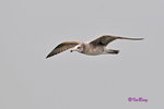 黑尾鷗 Black-tailed Gull (亞成鳥)
100304311Pc