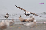 黑尾鷗 Black-tailed Gull (亞成鳥)
100304313Pc