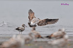 黑尾鷗 Black-tailed Gull (亞成鳥)
100304315Pc