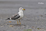 黑尾鷗 Black-tailed Gull (亞成鳥)
100304347Pc