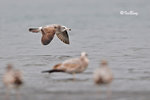 黑尾鷗 Black-tailed Gull (亞成鳥)
100304355Pc