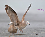 黑尾鷗 Black-tailed Gull (亞成鳥)
100304361Pc