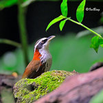 小彎咀眉 Streak-breasted Scimitar Babbler
10051216Nc